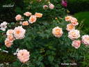 Kalmar Castle rose photo