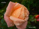 Kalmar Castle rose photo