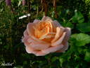 Kalmar Castle rose photo