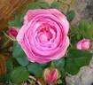 L'Ouche rose photo