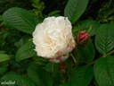 Louise Bugnet rose photo