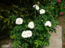 Louise Bugnet rose photo