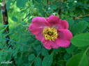 <i>Rosa sweginzowii</i> 'Macrocarpa' rose photo