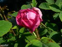 Madame de la Rôche-Lambert rose photo