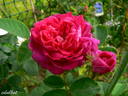 Madame de la Rôche-Lambert rose photo