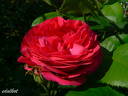 Madame Victor Verdier rose photo