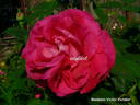 Madame Victor Verdier rose photo