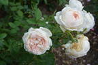 Johanna Sebus rose photo