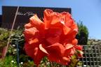 Blaze of Glory rose photo