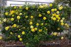 CHEwyellowdoor rose photo