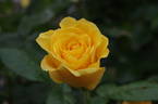 CHEwyellowdoor rose photo