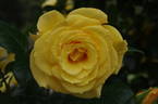 CHEwyellowdoor rose photo