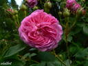 Mercedes rose photo