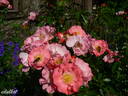 Michel Bras ® rose photo