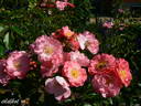 Michel Bras ® rose photo
