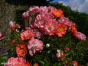 Michel Bras ® rose photo