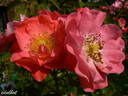 Michel Bras ® rose photo