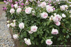 Haruno rose photo