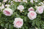 Haruno rose photo