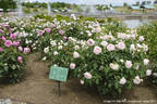 Haruno rose photo
