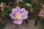 R. woodsii rose photo