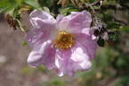 <i>Rosa</i> X <i>micrugosa</i> rose photo