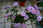 Murasaki no Sono rose photo