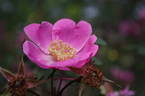 R. sweginzowii rose photo