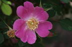 R. sweginzowii rose photo