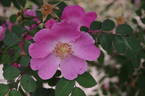 <i>Rosa davidii</i> var. <i>elongata</i> Rehder rose photo