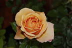 SIMcopa rose photo