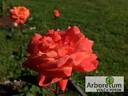 Lezginka rose photo