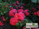 Purple Rain rose photo