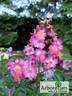 Juanita ® rose photo