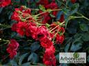 Alpenglühen rose photo