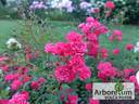 Fairy King rose photo