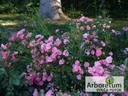 Ashamed Fairy rose photo