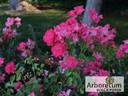 Jarocin rose photo