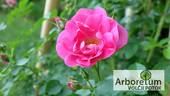 Rudolfina rose photo