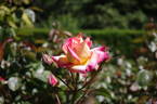 The World rose photo