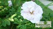 Schneekoppe rose photo