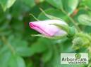Jablonovy kvet rose photo