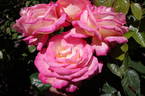 The World rose photo