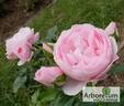 Hans Gönewein Rose rose photo