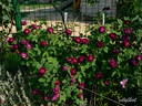 Ombrée Parfaite rose photo