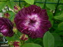 Ombrée Parfaite rose photo