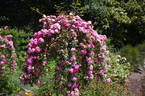 Pink Bells ® rose photo