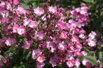 Heinrich Conrad Söth rose photo