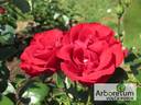Traumfrau rose photo