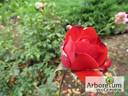 Foc de Tãbãra rose photo